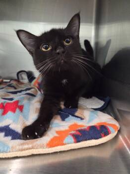 Elsia -  Domestic Short Hair Cat for Adoption in Athens, Tennessee - Elsia | PetCurious