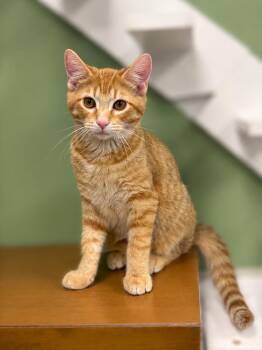 Boris -  Domestic Short Hair Cat for Adoption in Jefferson, Iowa - Boris | PetCurious