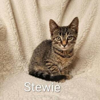 Stewie -  Tabby Cat for Adoption in Wyandotte, Michigan - Stewie | PetCurious