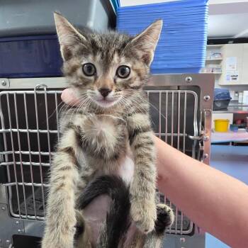Shallot -  Domestic Short Hair Cat for Adoption in Melrose, Florida - Shallot | PetCurious