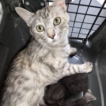 Silk -  Domestic Short Hair Cat for Adoption in Cleveland, Mississippi - Silk | PetCurious