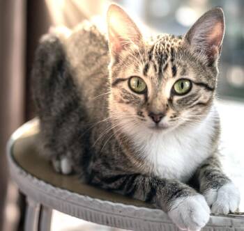 Holly Golightly -  American Shorthair Cat for Adoption in Guntersville, Alabama - Holly Golightly | PetCurious