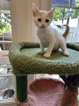 TRECY -  Domestic Short Hair Cat for Adoption in Charlotte, North Carolina - TRECY | PetCurious