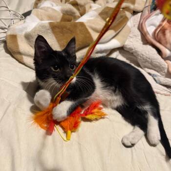 Domestic Short Hair Cats Available for Adoption - Freeman | PetCurious