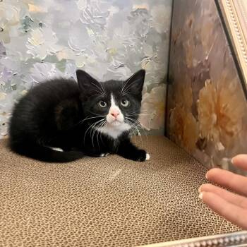 Domestic Short Hair Cats Available for Adoption in Melville, New York - Charlotte | PetCurious
