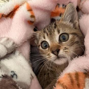 Bolt -  Domestic Short Hair Cat for Adoption in San Antonio, Texas - Bolt | PetCurious