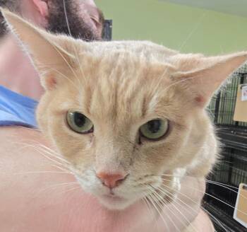 Domestic Short Hair Cats Available for Adoption in Auburn, Indiana - Sanje | PetCurious