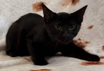 Casper -  Domestic Short Hair Cat for Adoption in Kansas City, Missouri - Casper | PetCurious