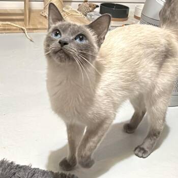 Siamese Cats Available for Adoption in Houston, Texas - Ruby Red | PetCurious