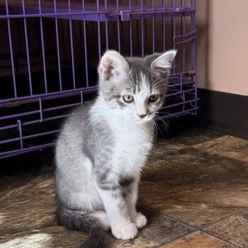 Pip -  Domestic Short Hair Cat for Adoption in Priest River, Idaho - Pip | PetCurious