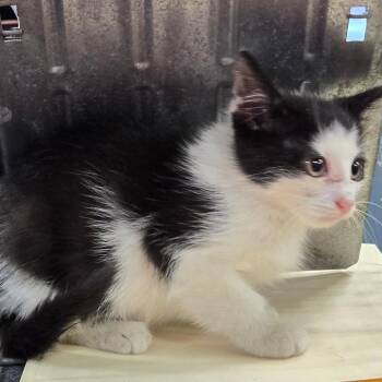 Toaster -  Domestic Short Hair Cat for Adoption in Newark, New Jersey - Toaster | PetCurious