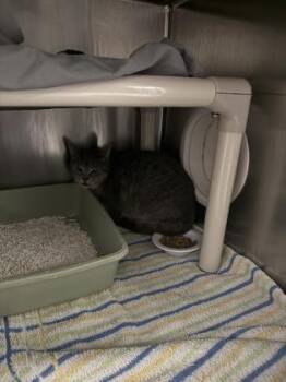 Candy -  Domestic Short Hair Cat for Adoption in Montreal, Quebec - Candy | PetCurious