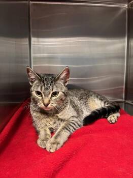 Ambrosia -  Domestic Short Hair Cat for Adoption in Wetaskiwin, Alberta - Ambrosia | PetCurious