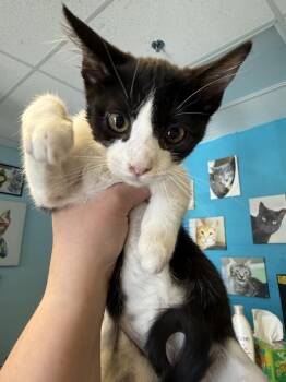 Domestic Short Hair Cats Available for Adoption - Moo | PetCurious