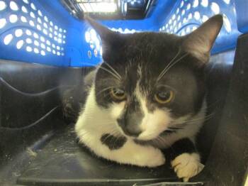 Rescue Domestic Short Hair Cats for Adoption in Ocala, Florida - DALLAS | PetCurious