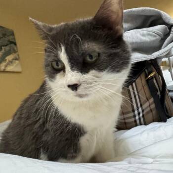Annabella -  Domestic Short Hair Cat Available for Adoption in Wakefield, Massachusetts - Annabella | PetCurious