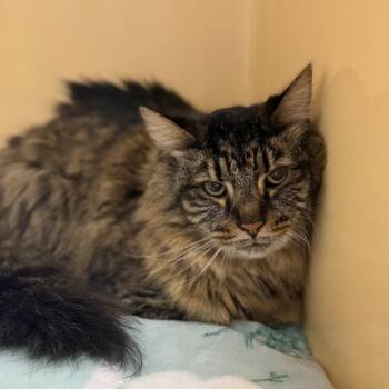 Mayo -  Domestic Long Hair Cat for Adoption in Buffalo, New York - Mayo | PetCurious