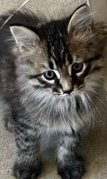 Poe -  Domestic Long Hair Cat for Adoption in Sandusky, Michigan - Poe | PetCurious