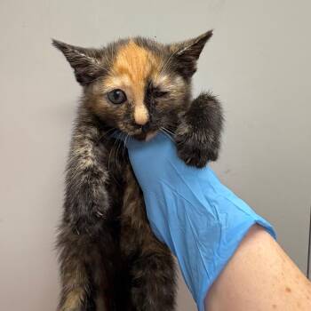 Laten -  Domestic Short Hair Cat for Adoption in Columbiana, Alabama - Laten | PetCurious
