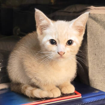 Rescue Domestic Short Hair Cats for Adoption in Houston, Texas - Finch | PetCurious