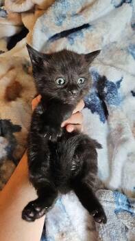 Rotelle -  Domestic Medium Hair Cat for Adoption in Lorain, Ohio - Rotelle | PetCurious