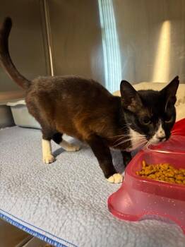 Crouton -  Domestic Short Hair Cat for Adoption in Metter, Georgia - Crouton | PetCurious