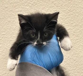 Domestic Short Hair Cats Available for Adoption in Las Vegas, Nevada - NEPTUNE | PetCurious