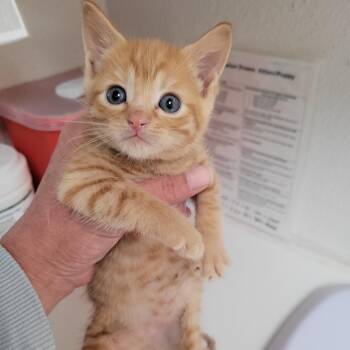 Walter -  Domestic Short Hair Cat for Adoption in Belfair, Washington - Walter | PetCurious