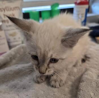 Metroid -  Domestic Short Hair Cat for Adoption in Fresno, California - Metroid | PetCurious