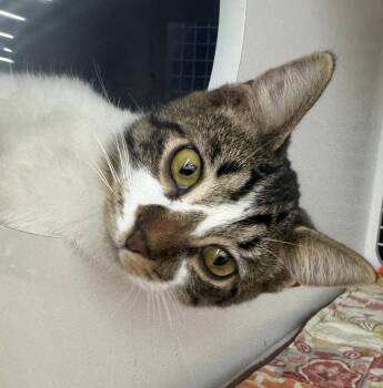 Rescue Domestic Short Hair Cats for Adoption in Morgantown, West Virginia - Lilypad | PetCurious