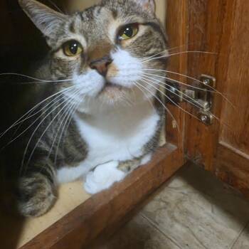 Honey -  Tabby Cat Available for Adoption in Lawrenceville, Georgia - Honey | PetCurious