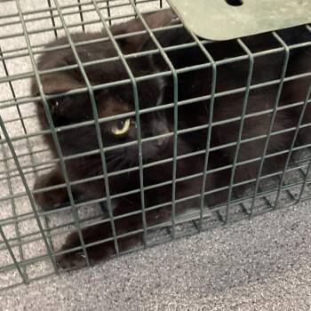 Batman -  Domestic Short Hair Cat for Adoption in Montgomery, Alabama - Batman | PetCurious