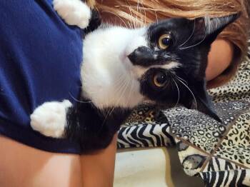 Rescue Domestic Short Hair Cats for Adoption in Mount Pleasant, Texas - Huxley | PetCurious