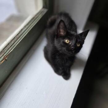 Domestic Short Hair Cats Available for Adoption in North Charleston, South Carolina - 06603B Onyx | PetCurious