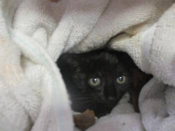 JAN -  Domestic Short Hair Cat Available for Adoption in Ocala, Florida - JAN | PetCurious