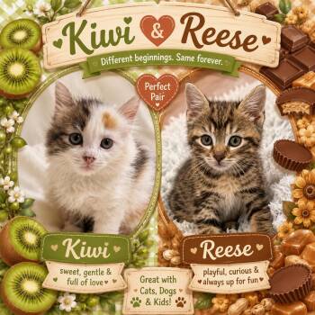 KIWI & REESE -  Domestic Long Hair and Domestic Medium Hair Cat Available for Adoption in Lakesite, Tennessee - KIWI & REESE | PetCurious