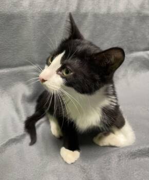 Charlie -  Domestic Short Hair Cat for Adoption in Jackson, Michigan - Charlie | PetCurious