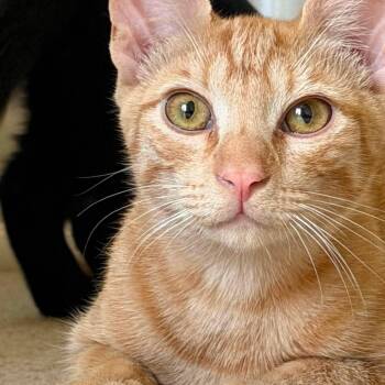 Blaze -  Domestic Short Hair Cat for Adoption in Atglen, Pennsylvania - Blaze | PetCurious