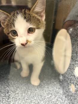 Push pop -  Domestic Short Hair Cat for Adoption in Greenfield, Indiana - Push Pop | PetCurious