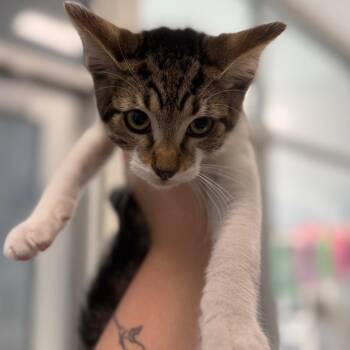 Bert -  Domestic Short Hair Cat for Adoption in Chicago, Illinois - Bert | PetCurious