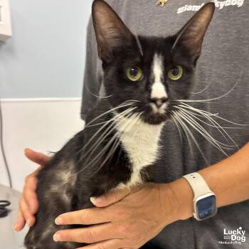 Ranaela -  Domestic Short Hair Cat for Adoption in Washington, District Of Columbia - Ranaela | PetCurious