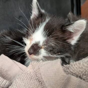 Dijon -  Domestic Medium Hair Cat for Adoption in Oakland, California - Dijon | PetCurious
