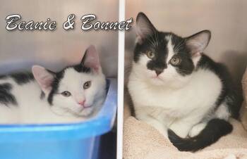 Rescue Domestic Short Hair Cats for Adoption in Middle Township, New Jersey - Beanie & Bonnet | PetCurious