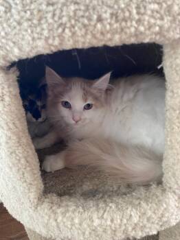 Domestic Medium Hair Cats Available for Adoption - Dirk | PetCurious