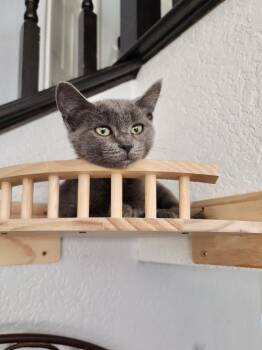 Rescue Domestic Short Hair and Russian Blue Cats for Adoption in Garden Grove, California - Shiny | PetCurious