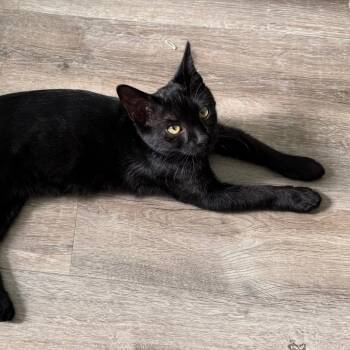 Rescue Domestic Short Hair Cats for Adoption in Chino Hills, California - Cleopatra(C000-683) | PetCurious