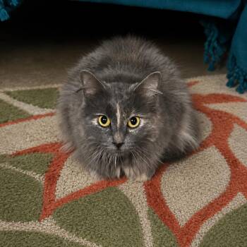Toonie -  Domestic Long Hair Cat for Adoption in Wichita, Kansas - Toonie | PetCurious