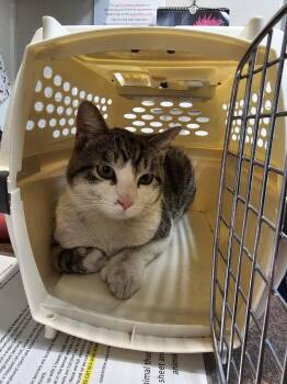 Domestic Short Hair Cats Available for Adoption - Toes | PetCurious