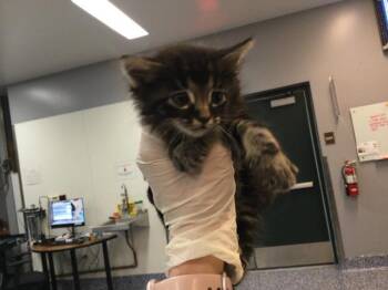 LUCAS -  Domestic Medium Hair Cat for Adoption in Thousand Palms, California - LUCAS | PetCurious