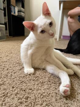 Enoki -  Domestic Short Hair Cat for Adoption in Davis, California - Enoki | PetCurious